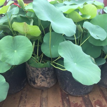 荷花30~40cm