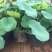 荷花30~40cm