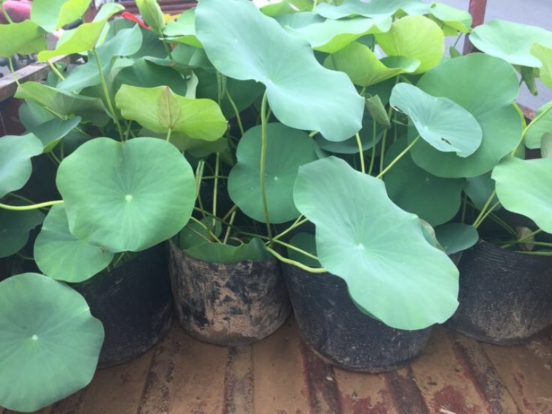 荷花30~40cm
