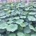 荷花30~40cm