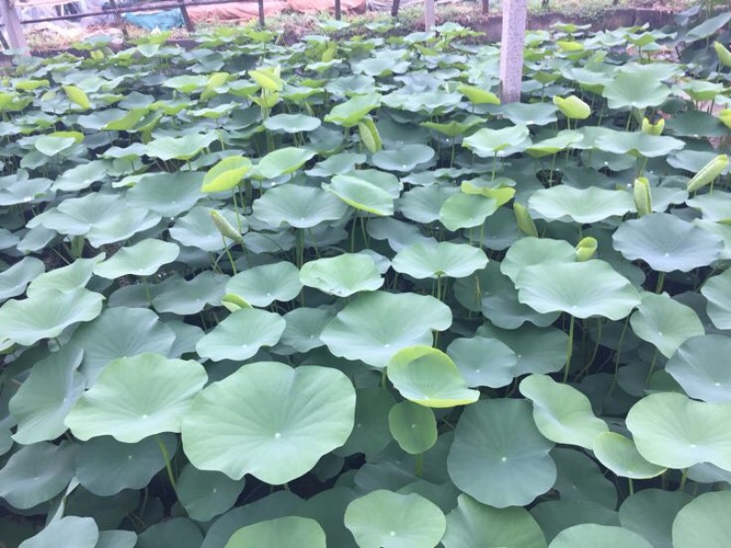 荷花30~40cm