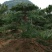 造型油松，12公分，
