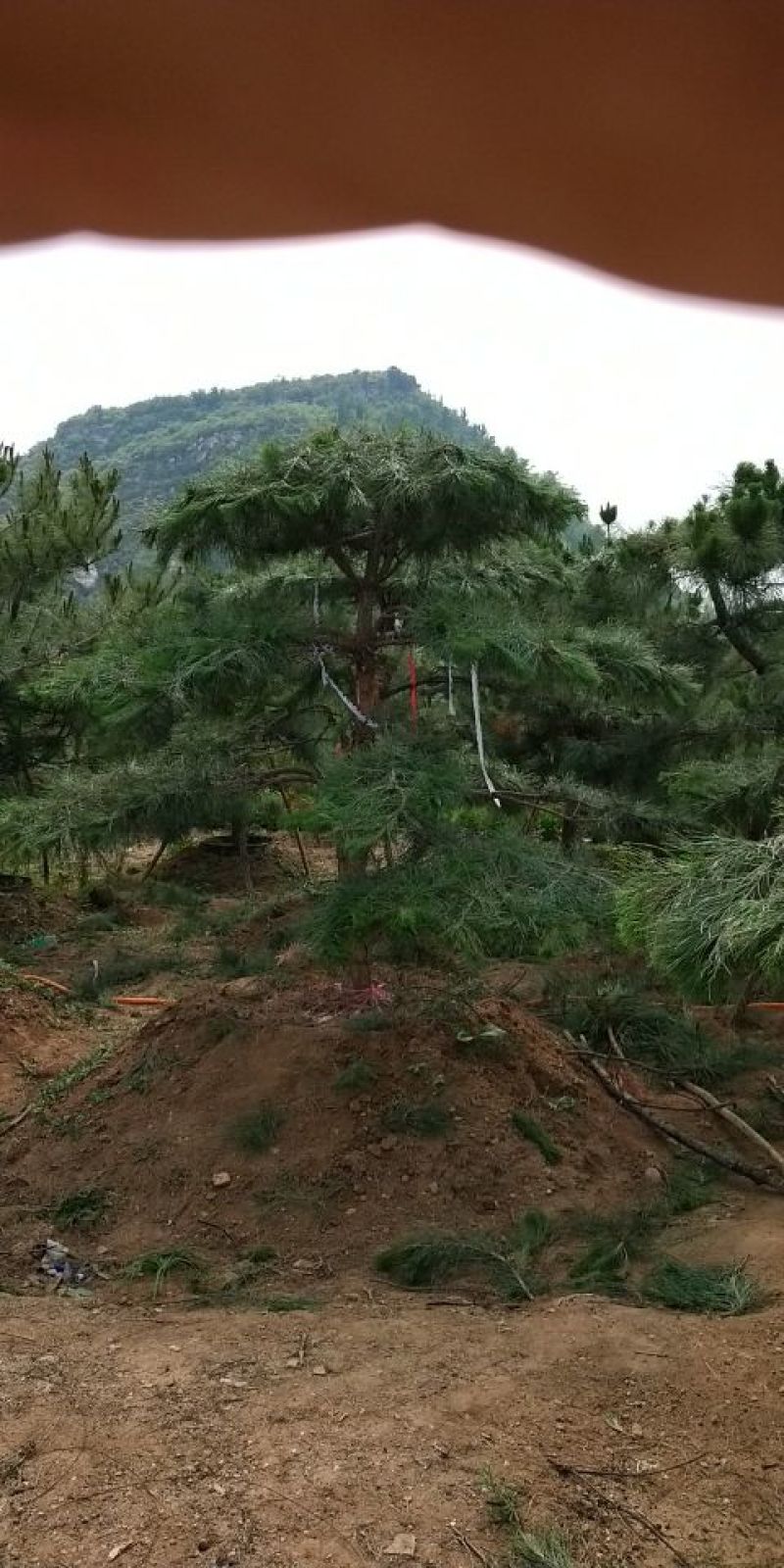 造型油松，12公分，