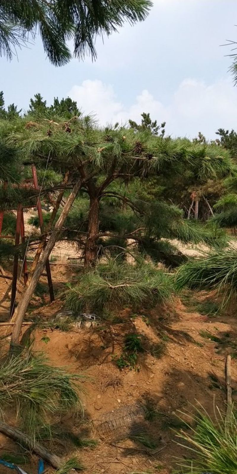 造型油松，12公分，