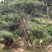 造型油松，12公分，