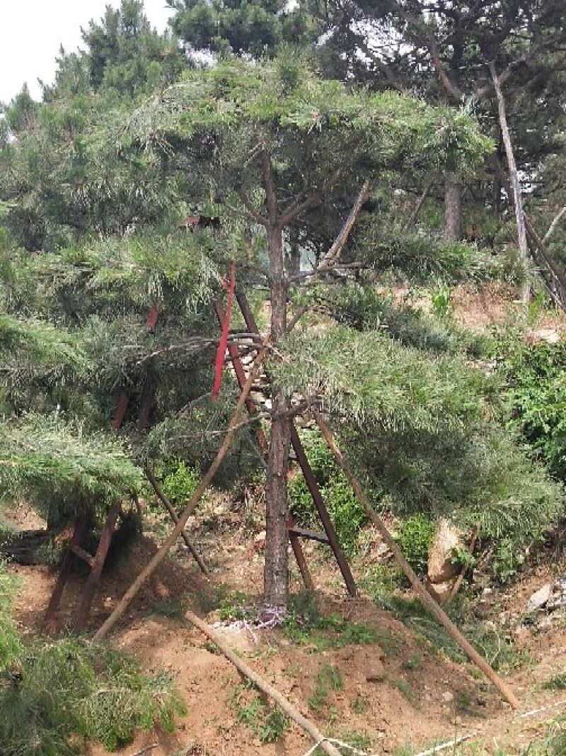 造型油松，12公分，