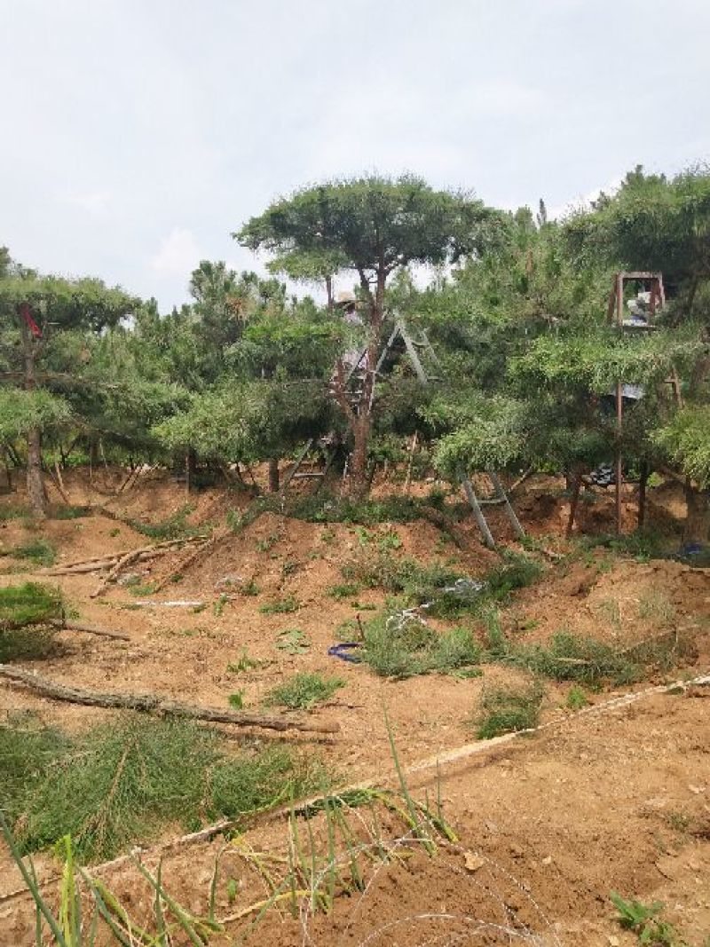 造型油松，12公分，