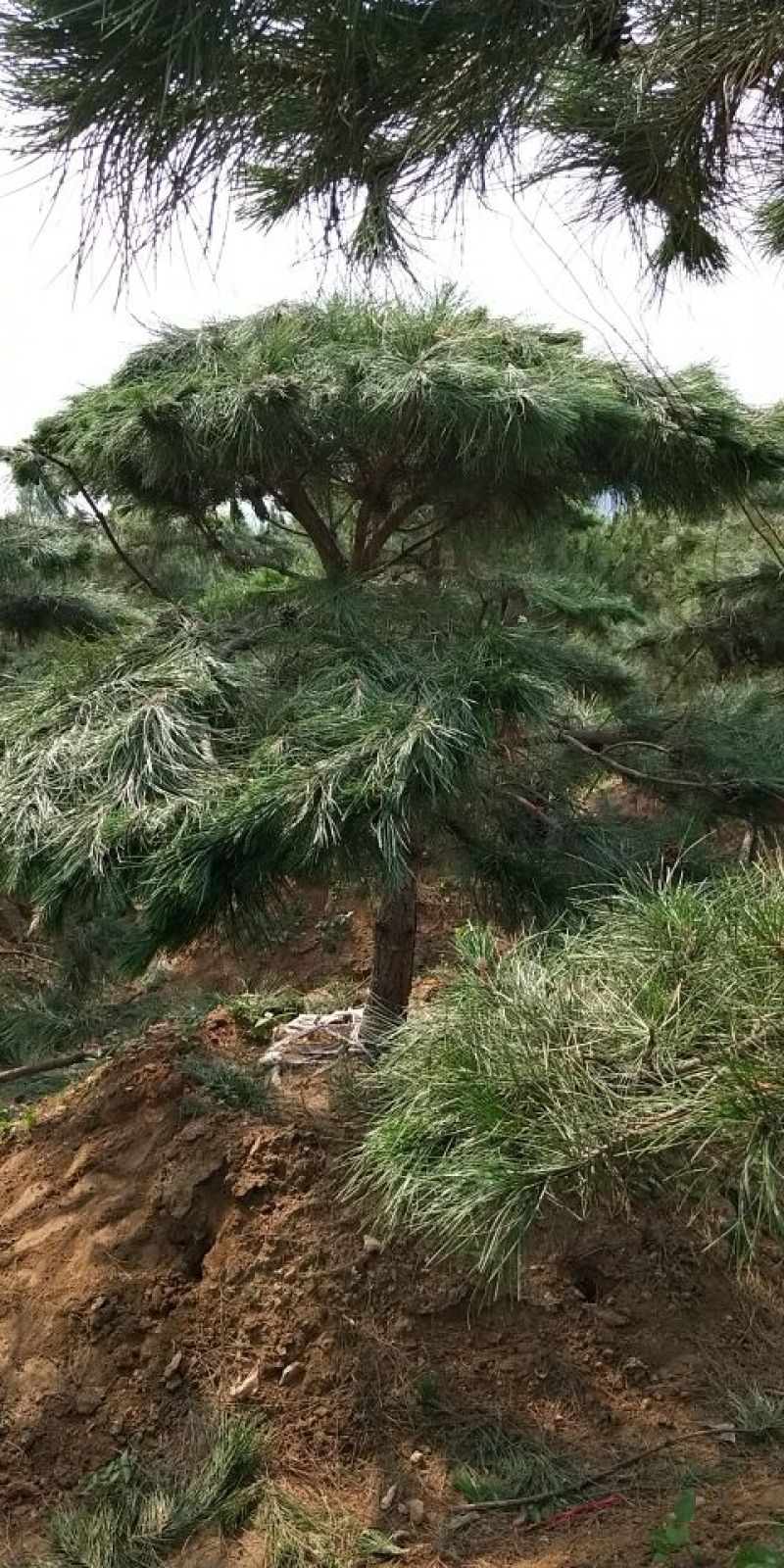 造型油松，12公分，