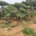 造型油松，12公分，