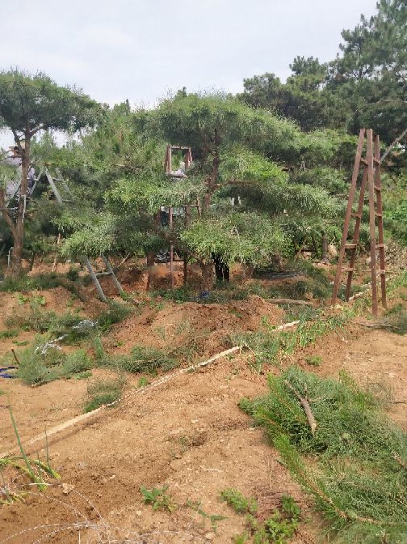 造型油松，12公分，