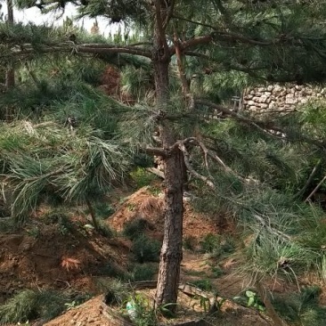 造型油松，12公分，