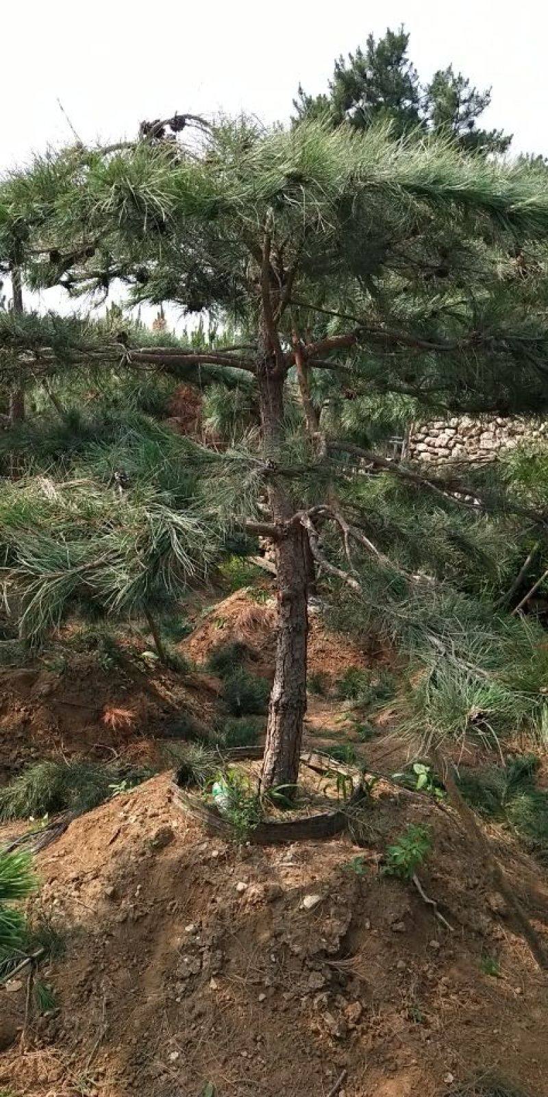 造型油松，12公分，