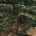 造型油松，12公分，