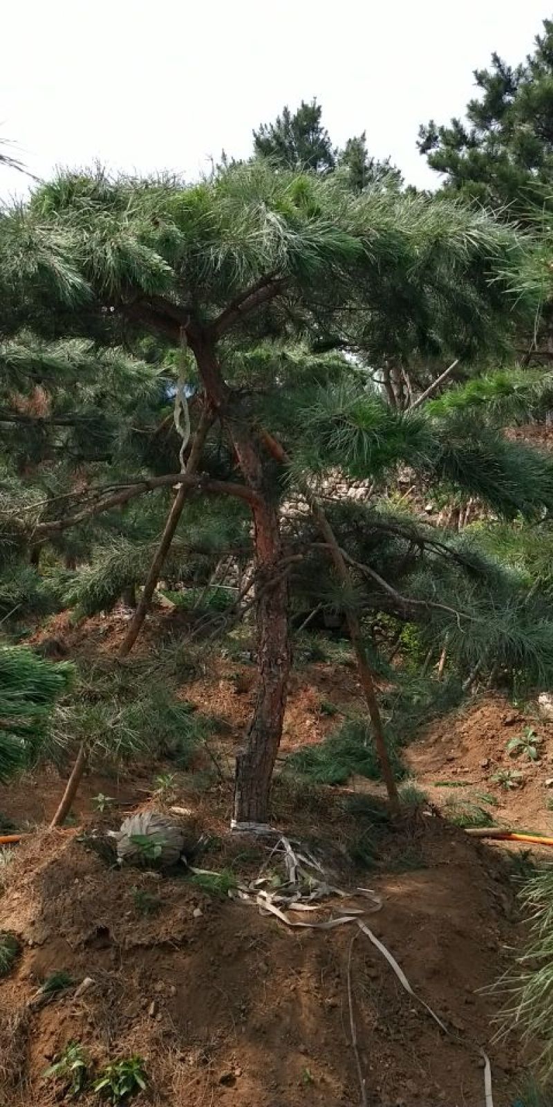 造型油松，12公分，