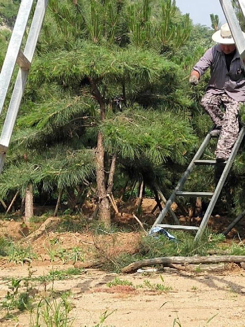 造型油松，12公分，