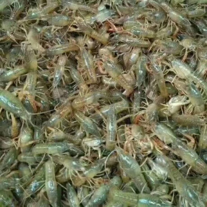 龙虾26~30只/kg