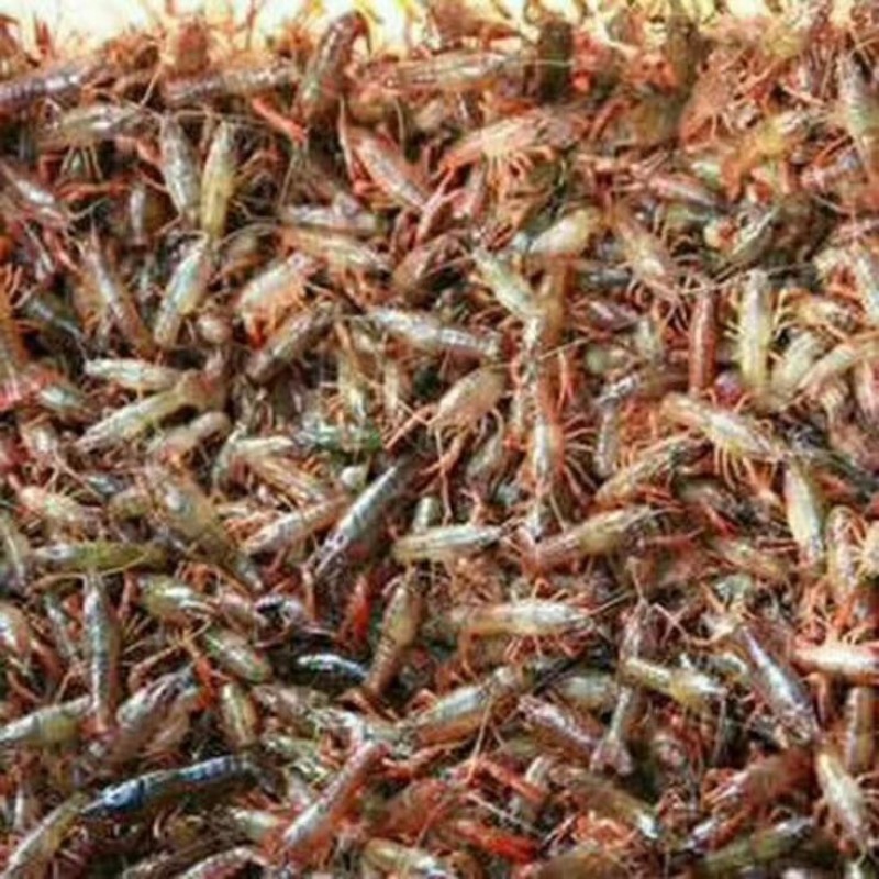 龙虾26~30只/kg
