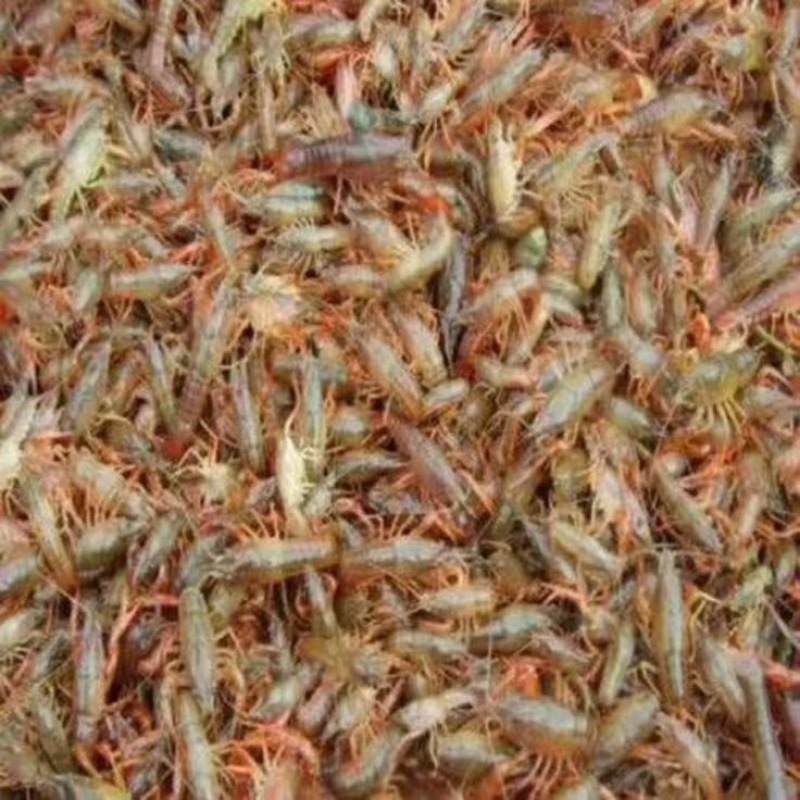 龙虾26~30只/kg