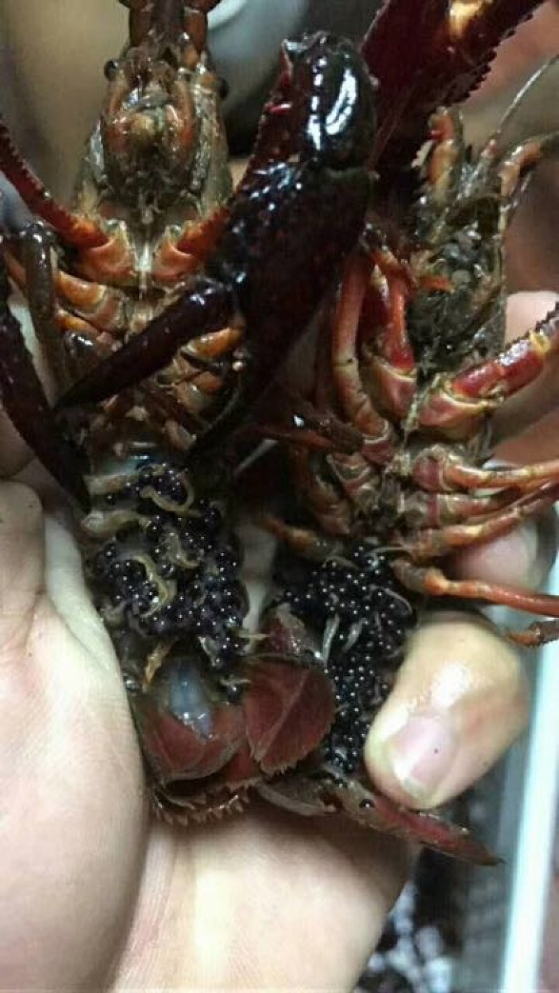 龙虾26~30只/kg
