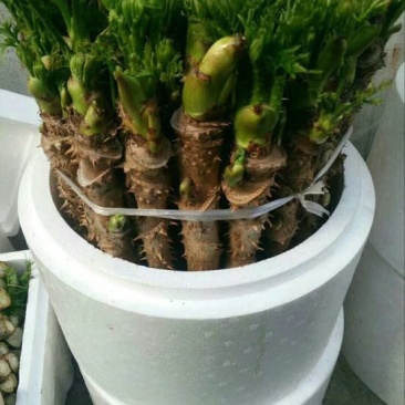 刺龙芽菜