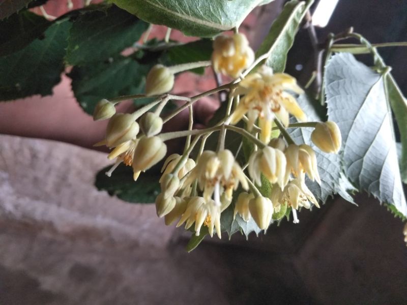 椴树蜜（原始森林椴树林区）