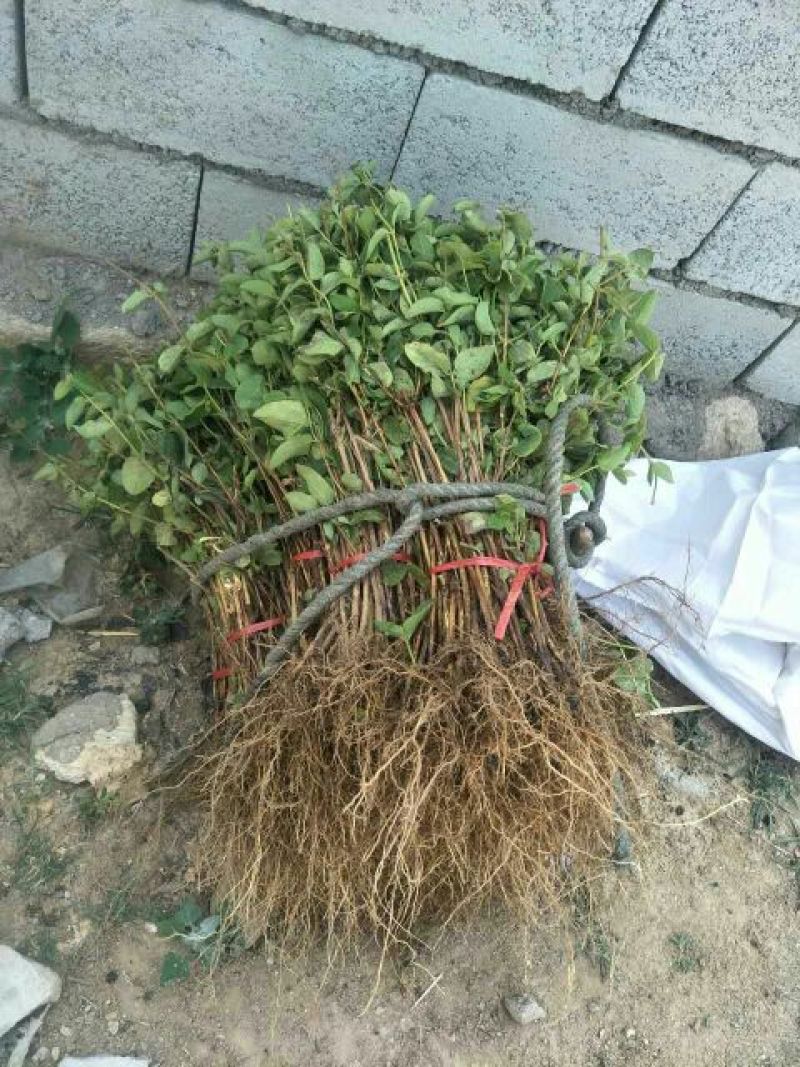 金银花苗正品巨花一号金银花四季树型金银花苗木