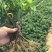金银花苗正品巨花一号金银花四季树型金银花苗木