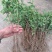 金银花苗正品巨花一号金银花四季树型金银花苗木