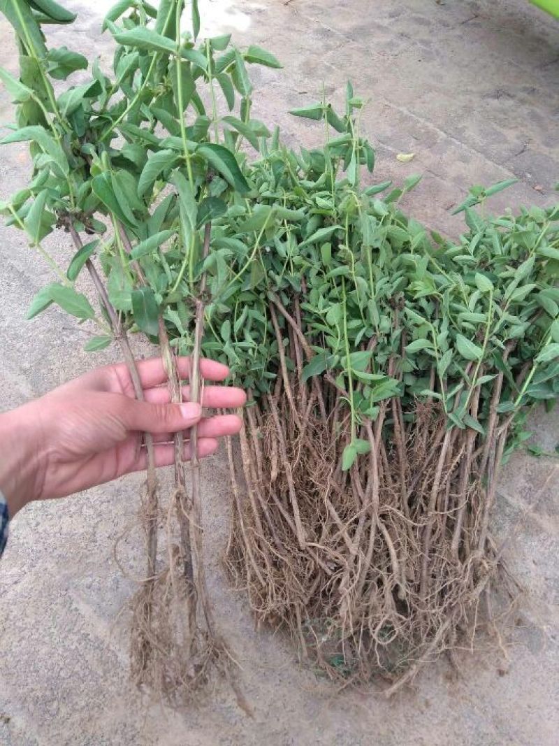 金银花苗正品巨花一号金银花四季树型金银花苗木