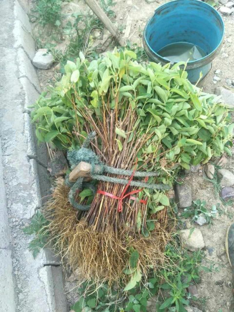 金银花苗正品巨花一号金银花四季树型金银花苗木