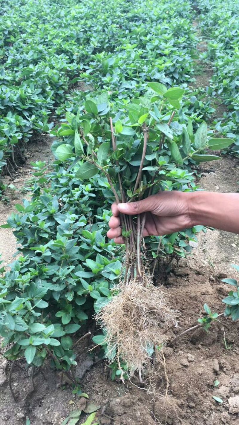 金银花苗正品巨花一号金银花四季树型金银花苗木