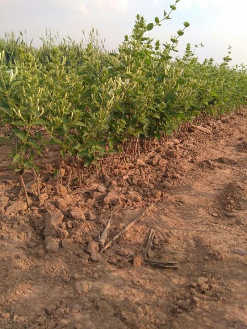 金银花苗正品巨花一号金银花四季树型金银花苗木