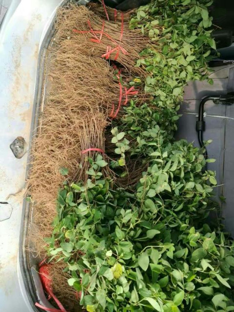 金银花苗正品巨花一号金银花四季树型金银花苗木