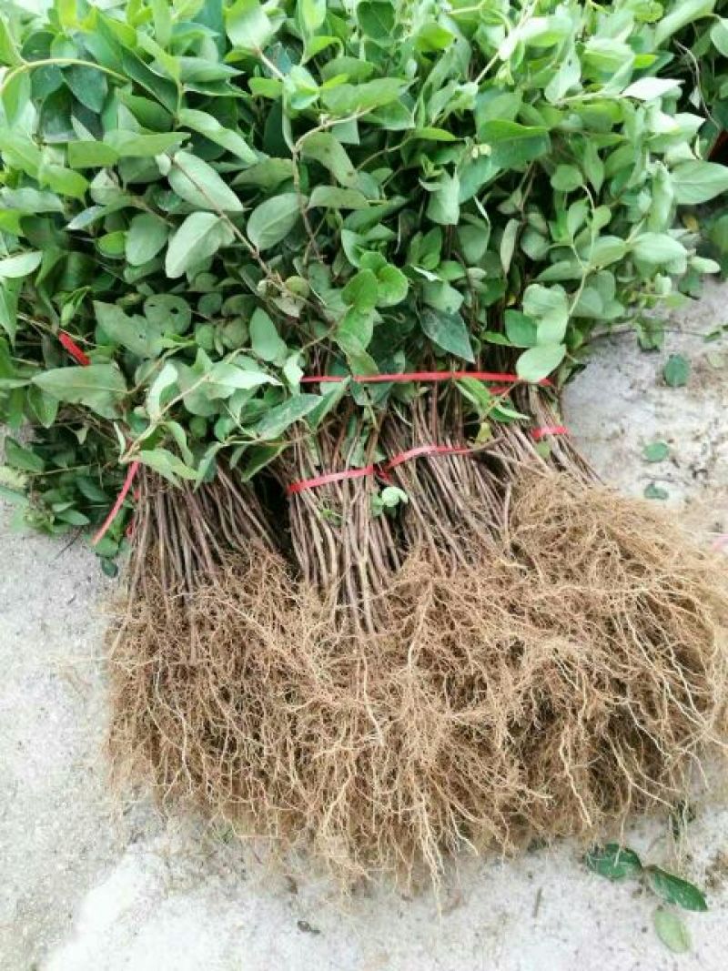 金银花苗正品巨花一号金银花四季树型金银花苗木