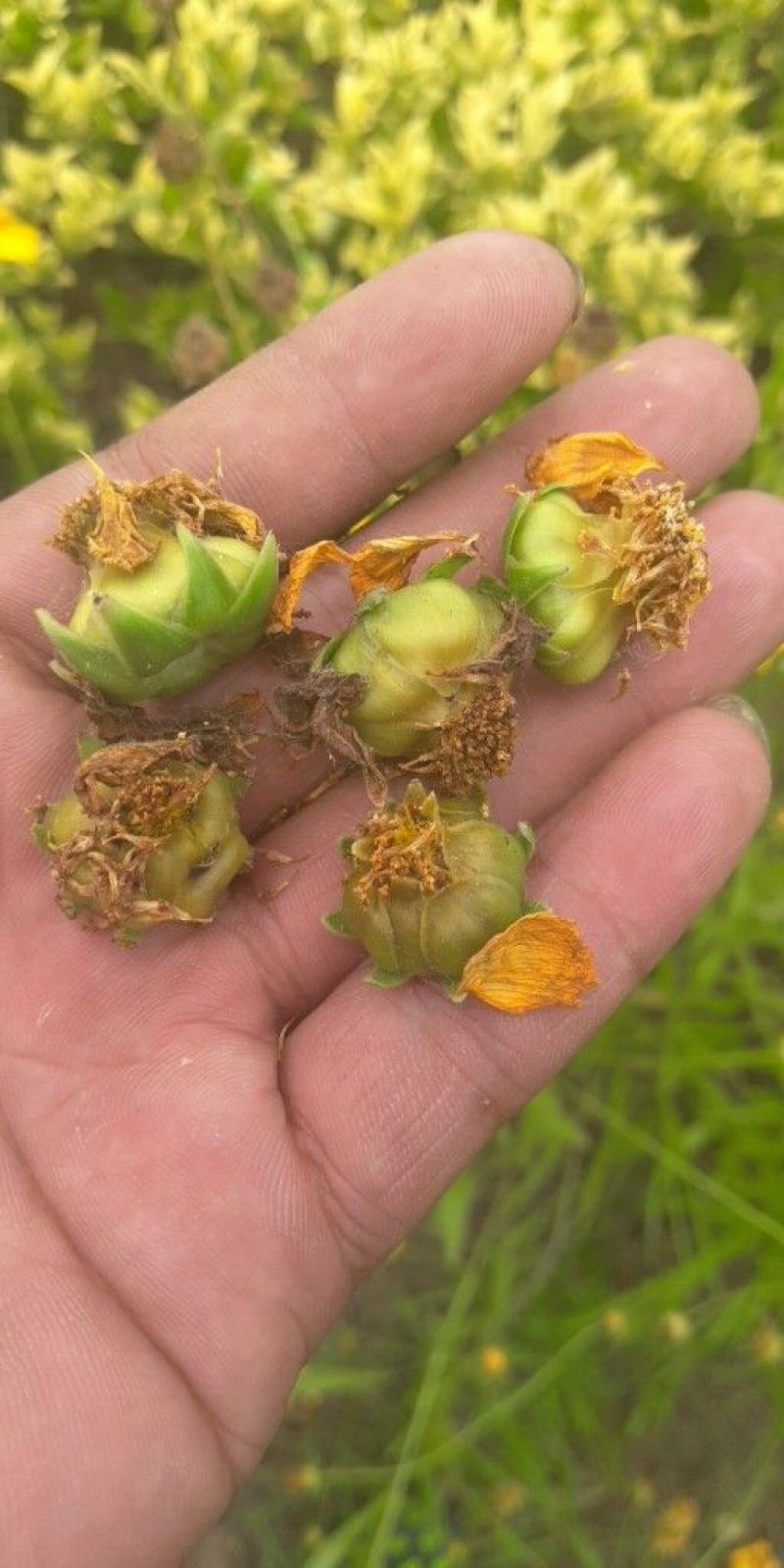 大花金鸡菊种子秋冬种植适合冬天的花种野菊花绿化多年生草本