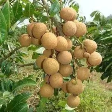 广东龙眼大量上市中，需要请联系。