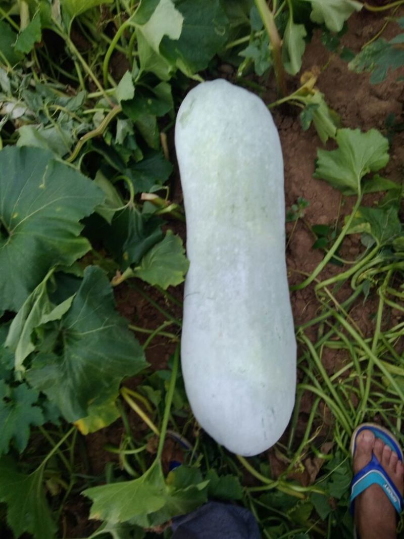 精品长白冬瓜，基地种植，大量现货。