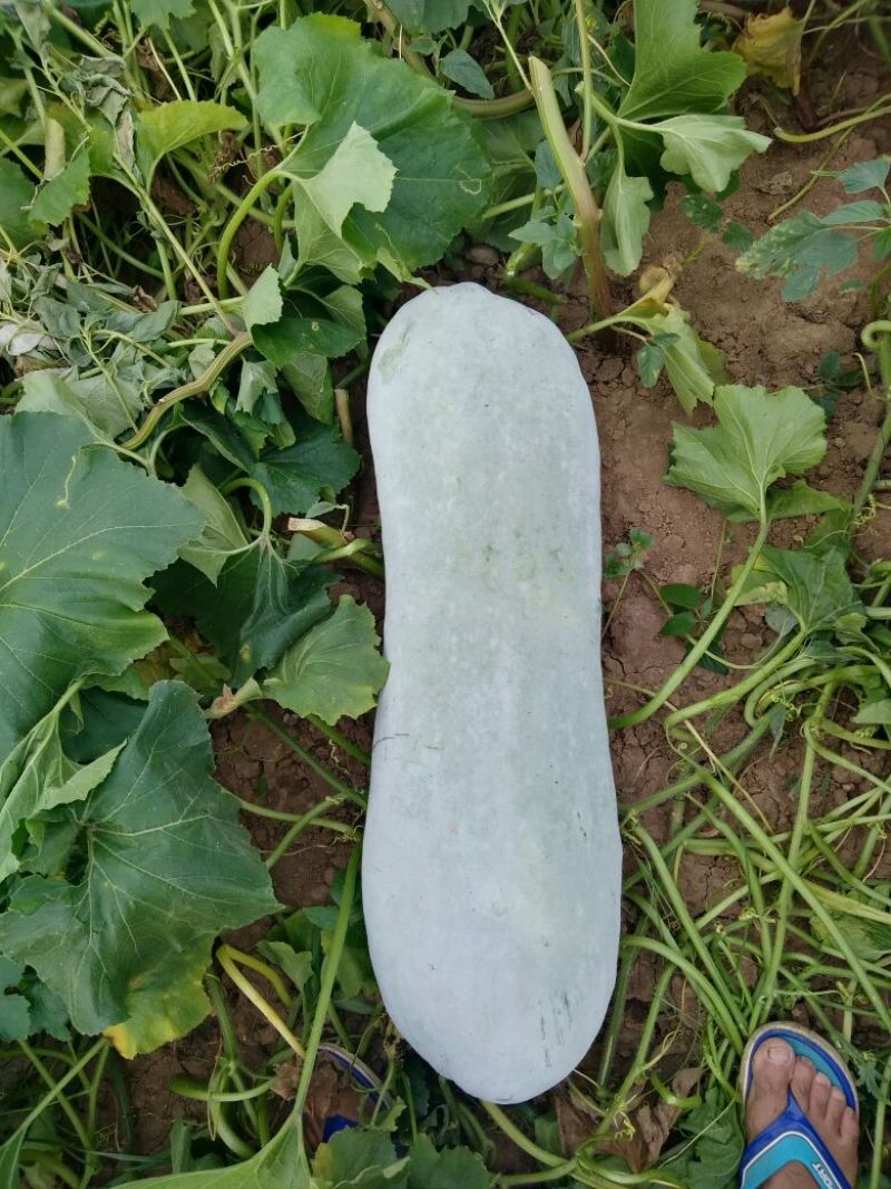 精品长白冬瓜，基地种植，大量现货。