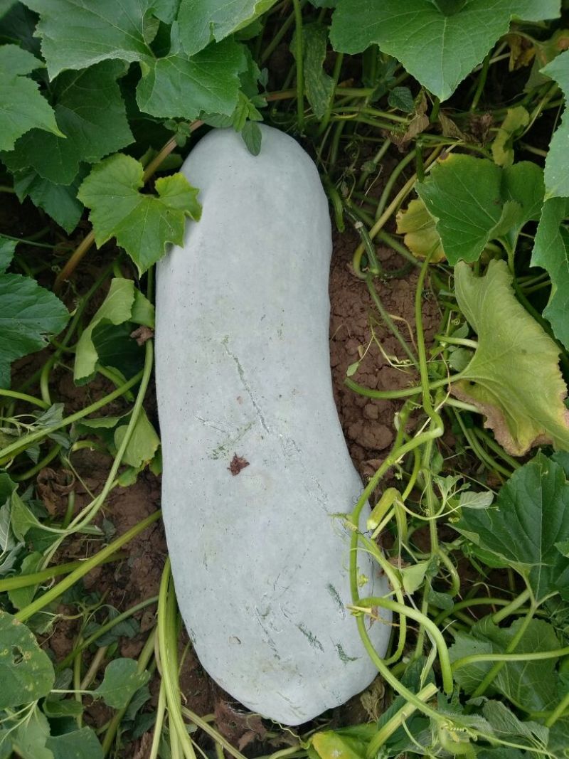 精品长白冬瓜，基地种植，大量现货。