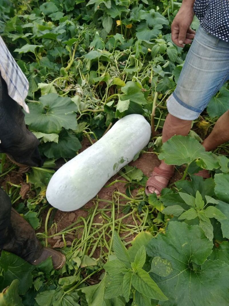 精品长白冬瓜，基地种植，大量现货。