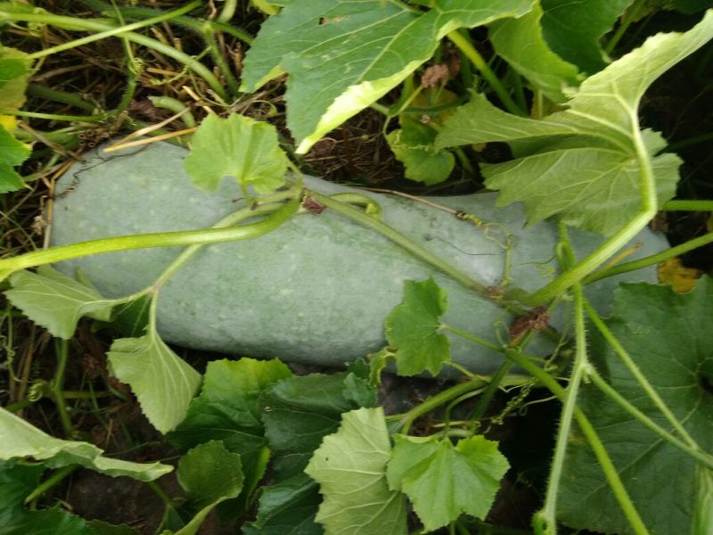 精品长白冬瓜，基地种植，大量现货。