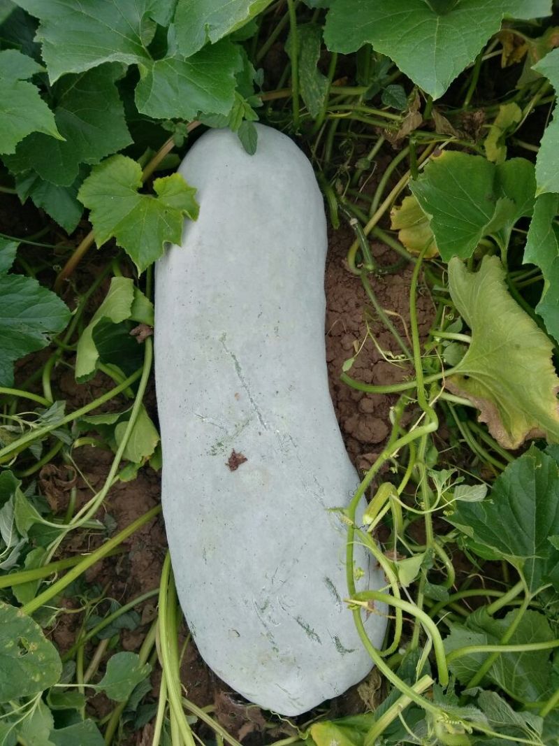 精品长白冬瓜，基地种植，大量现货。