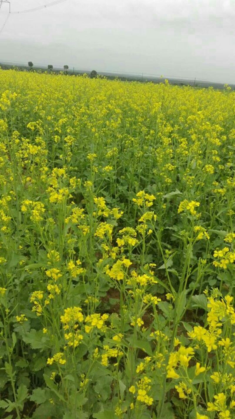 油菜籽