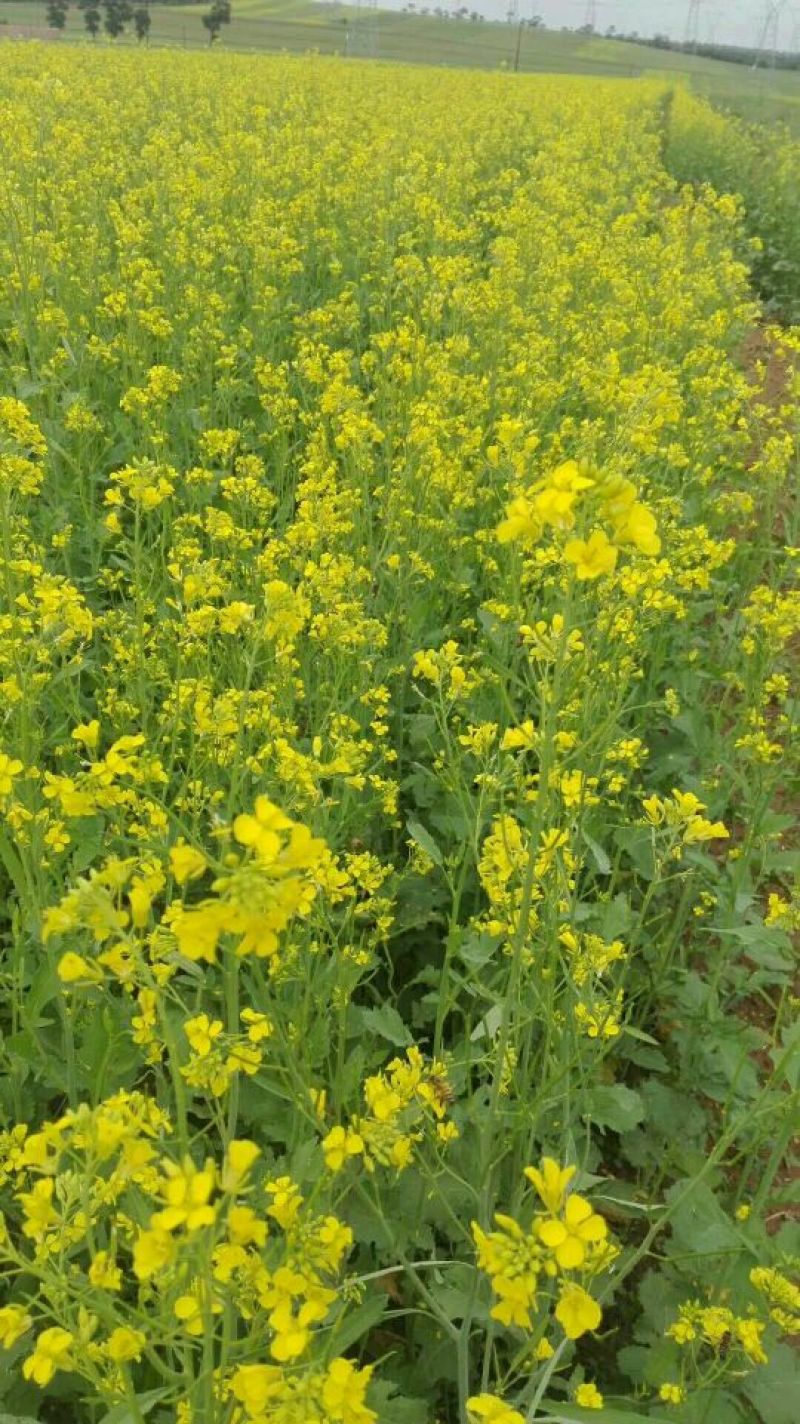 油菜籽