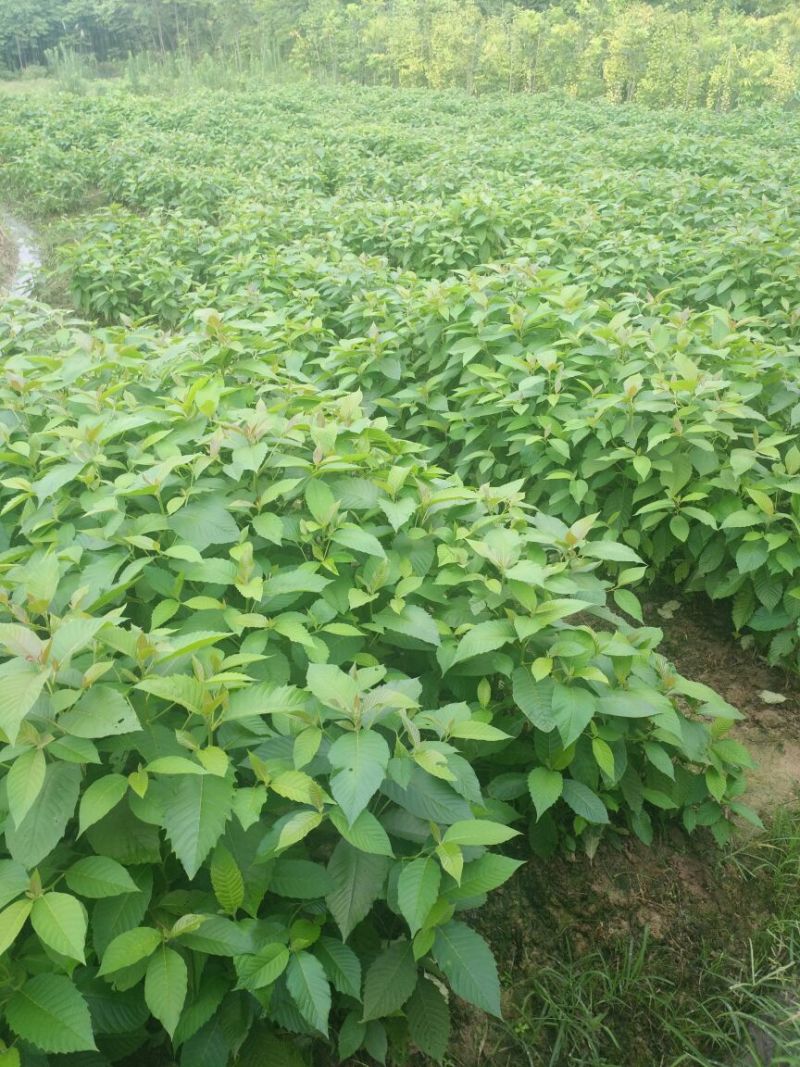 喜树小苗