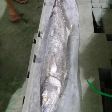 马鲛鱼竹鲛