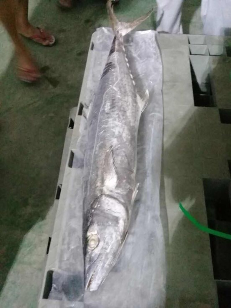 马鲛鱼竹鲛