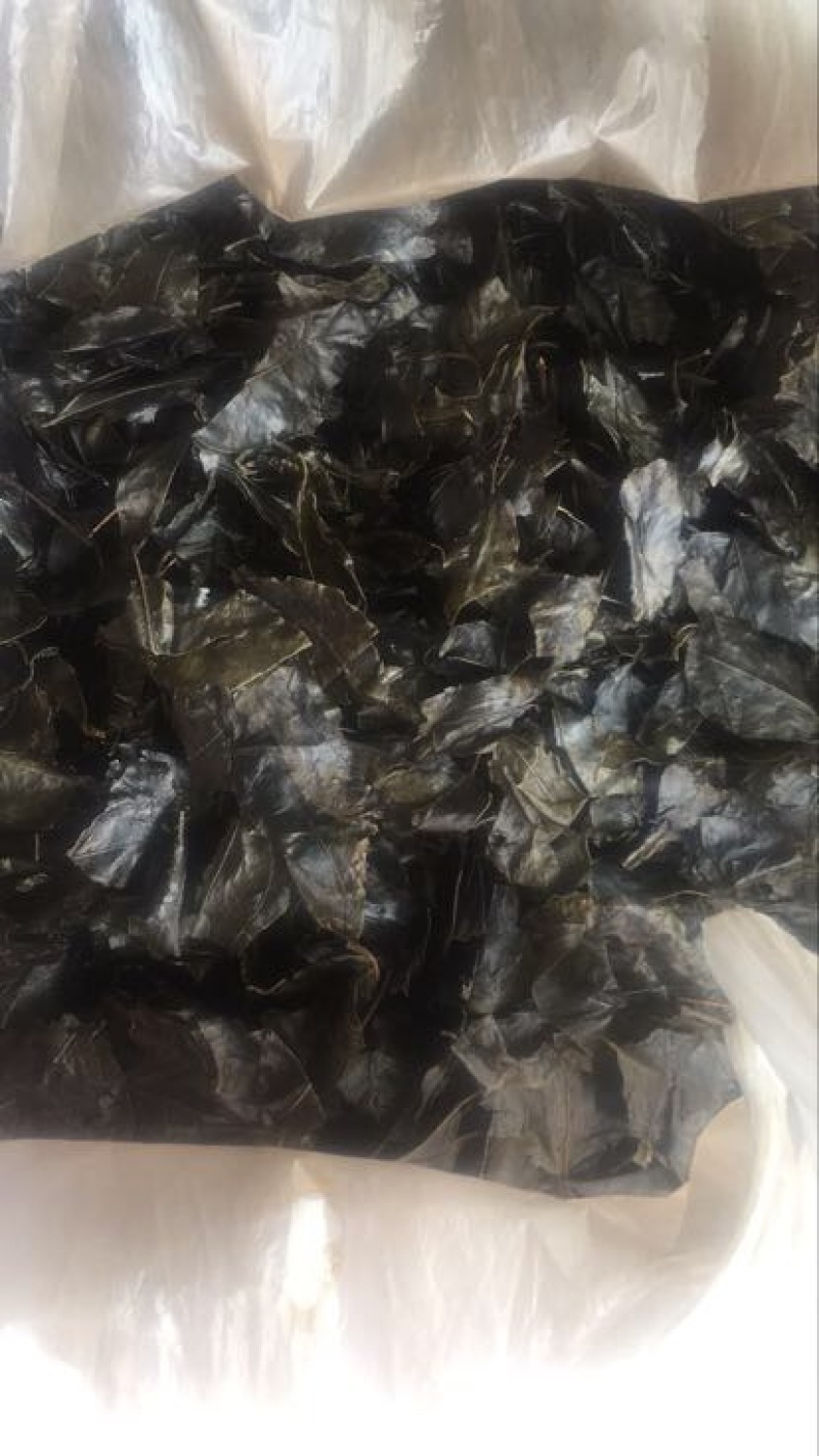 苦丁茶