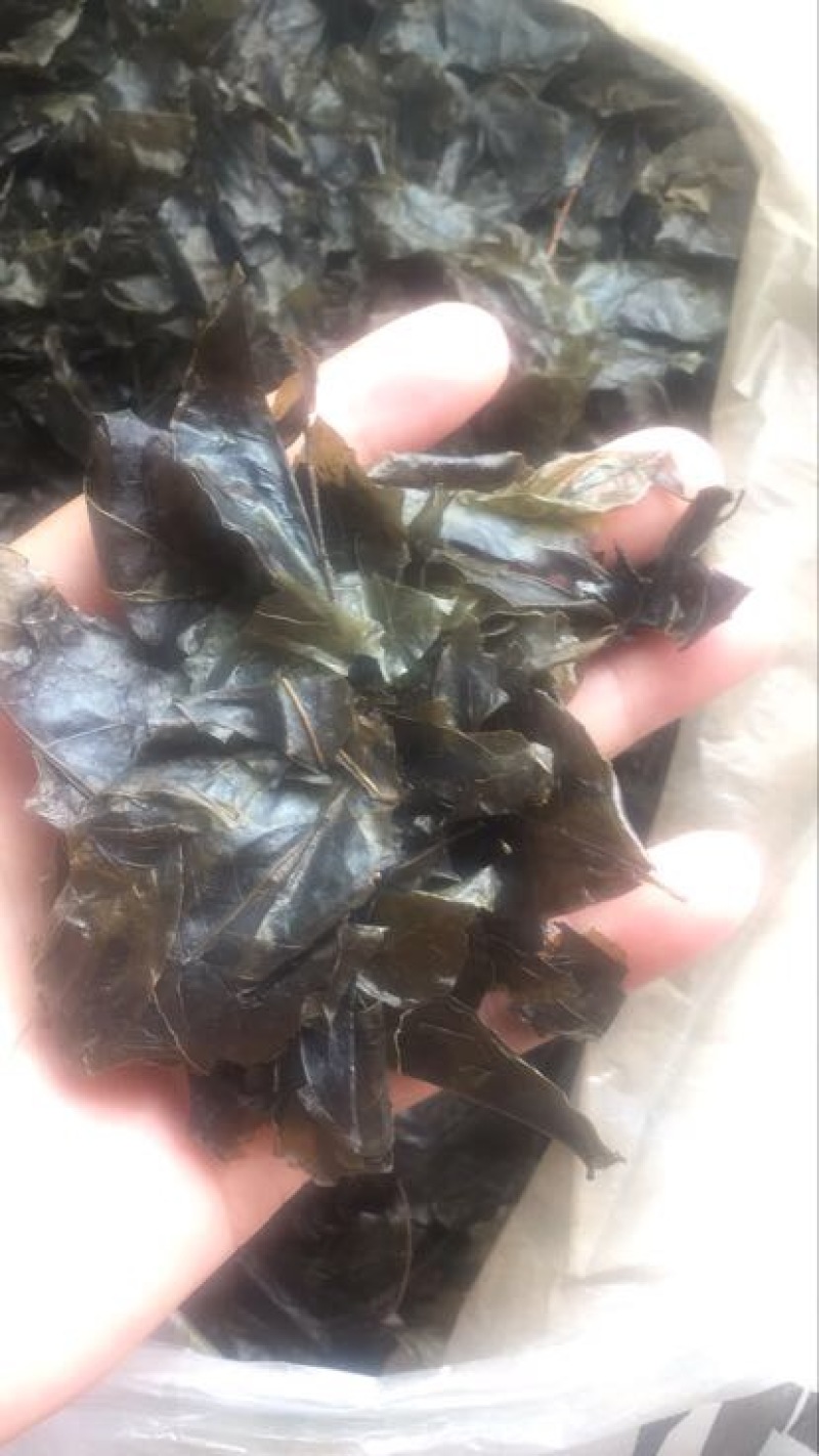 苦丁茶