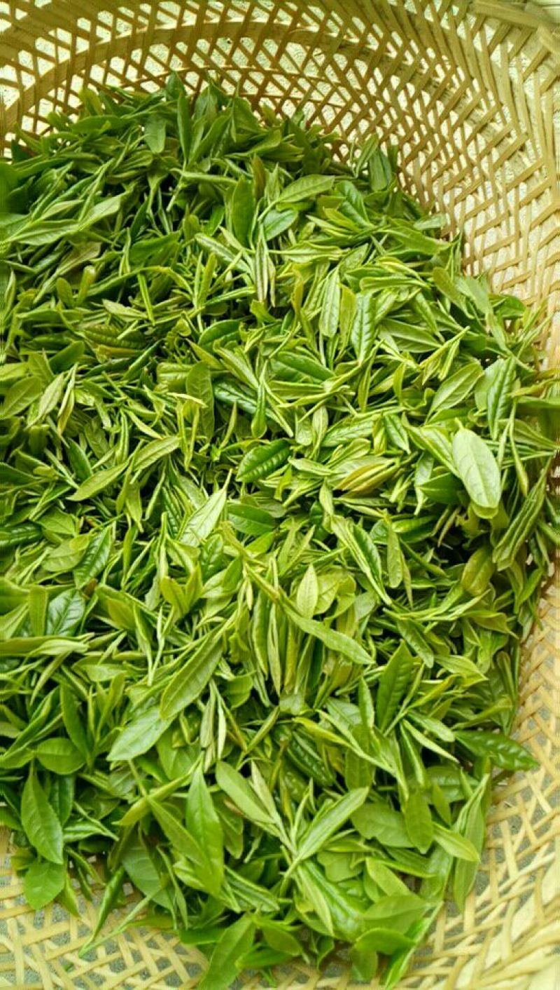 高山绿茶